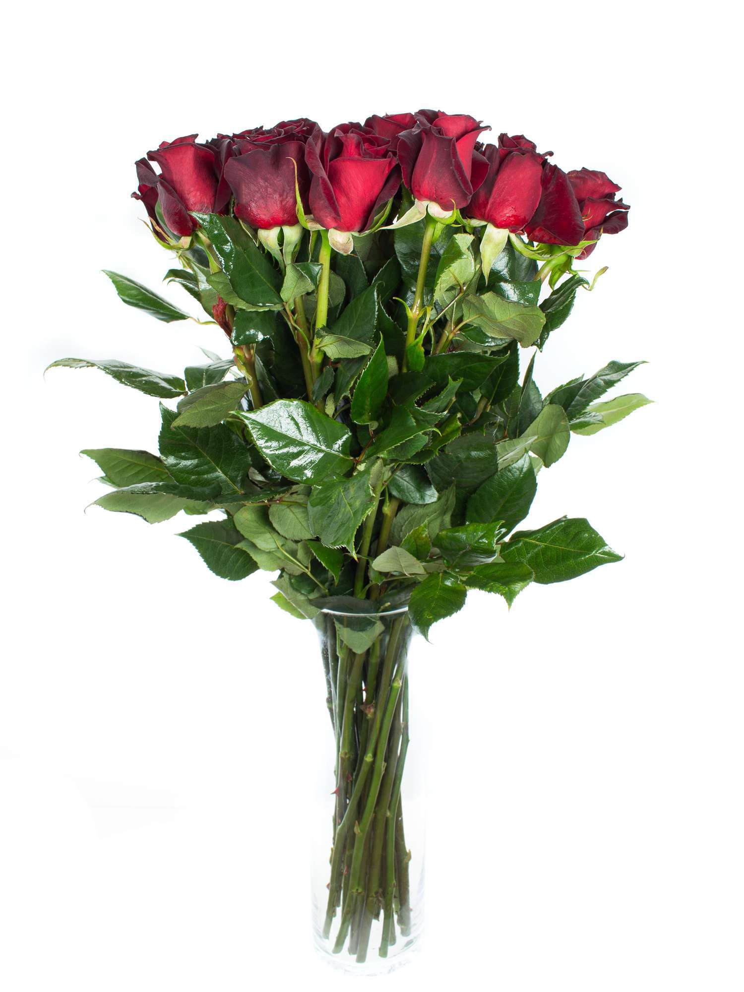 blumigo-rosen-black-baccara-dunkel-rot-schnittrose image 2