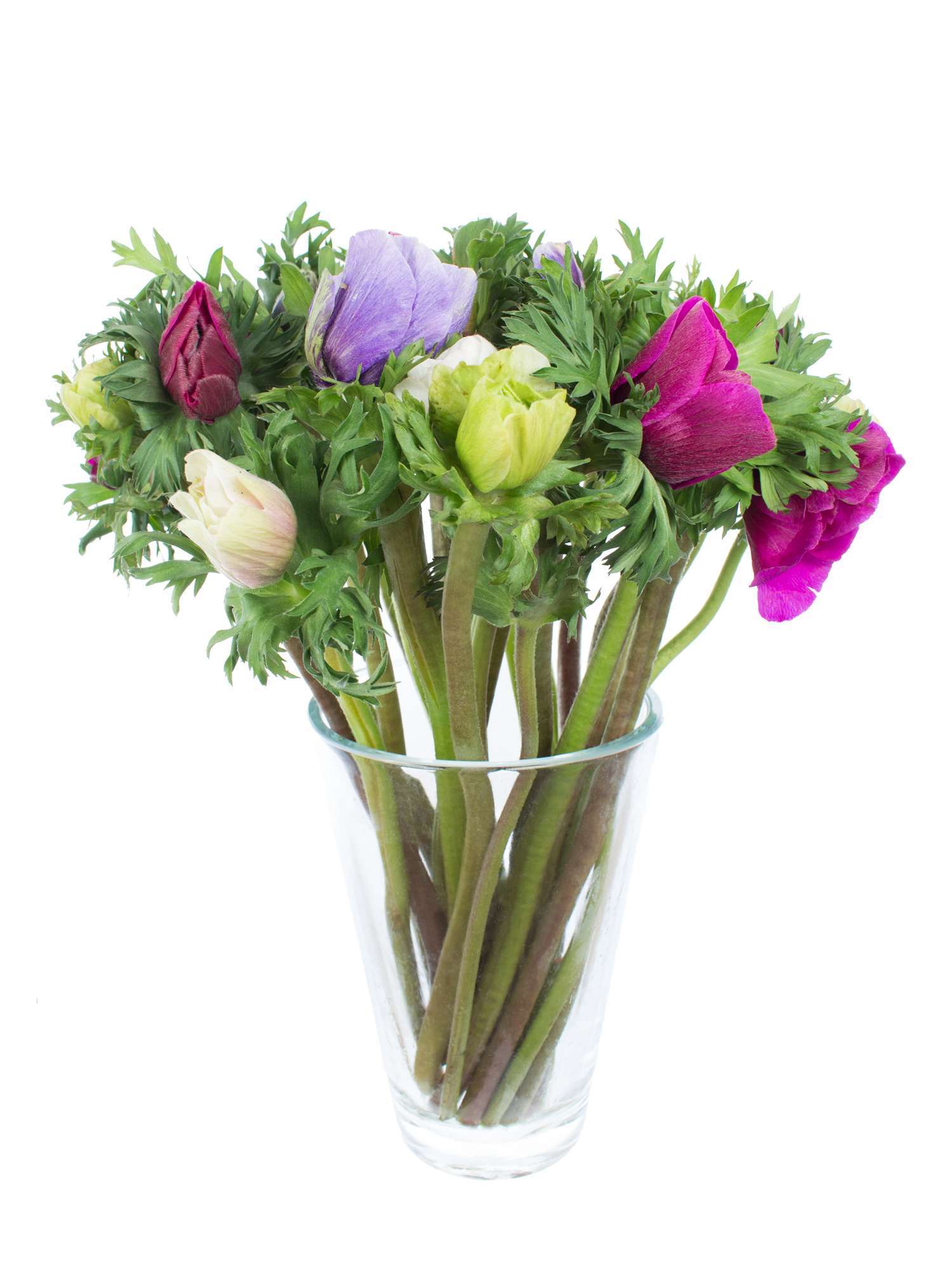 blumigo-anemonen-bunte-mischung-schnittblumen-frisch image 3