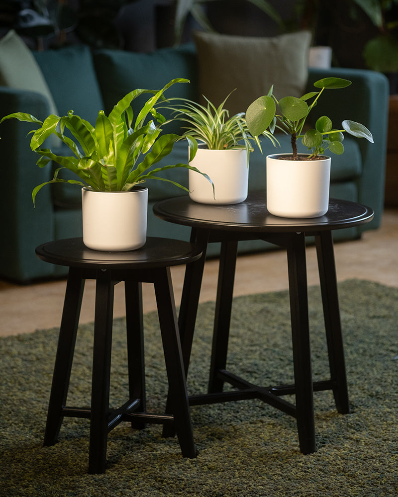 feey-variado-pflanzen-set-klein-tierfreundlich-3er image 4