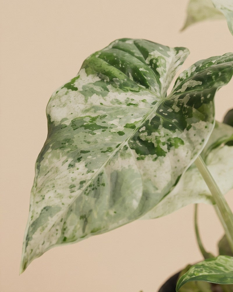 feey-alocasia-macrorrhiza-splash-elefantenohr image 4