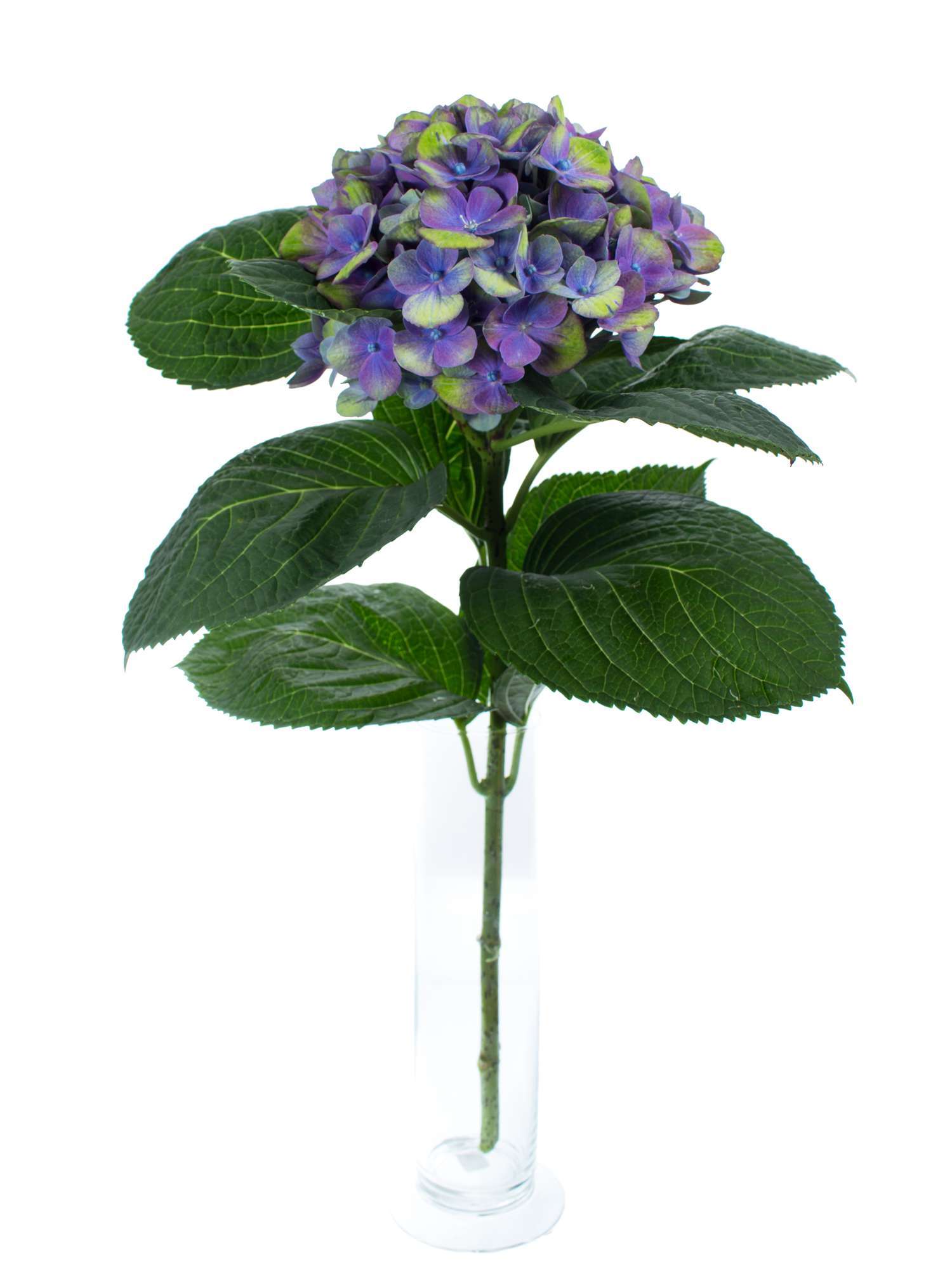 blumigo-magical-amethyst-hortensie-blau-gr-n-schnittblume image 2