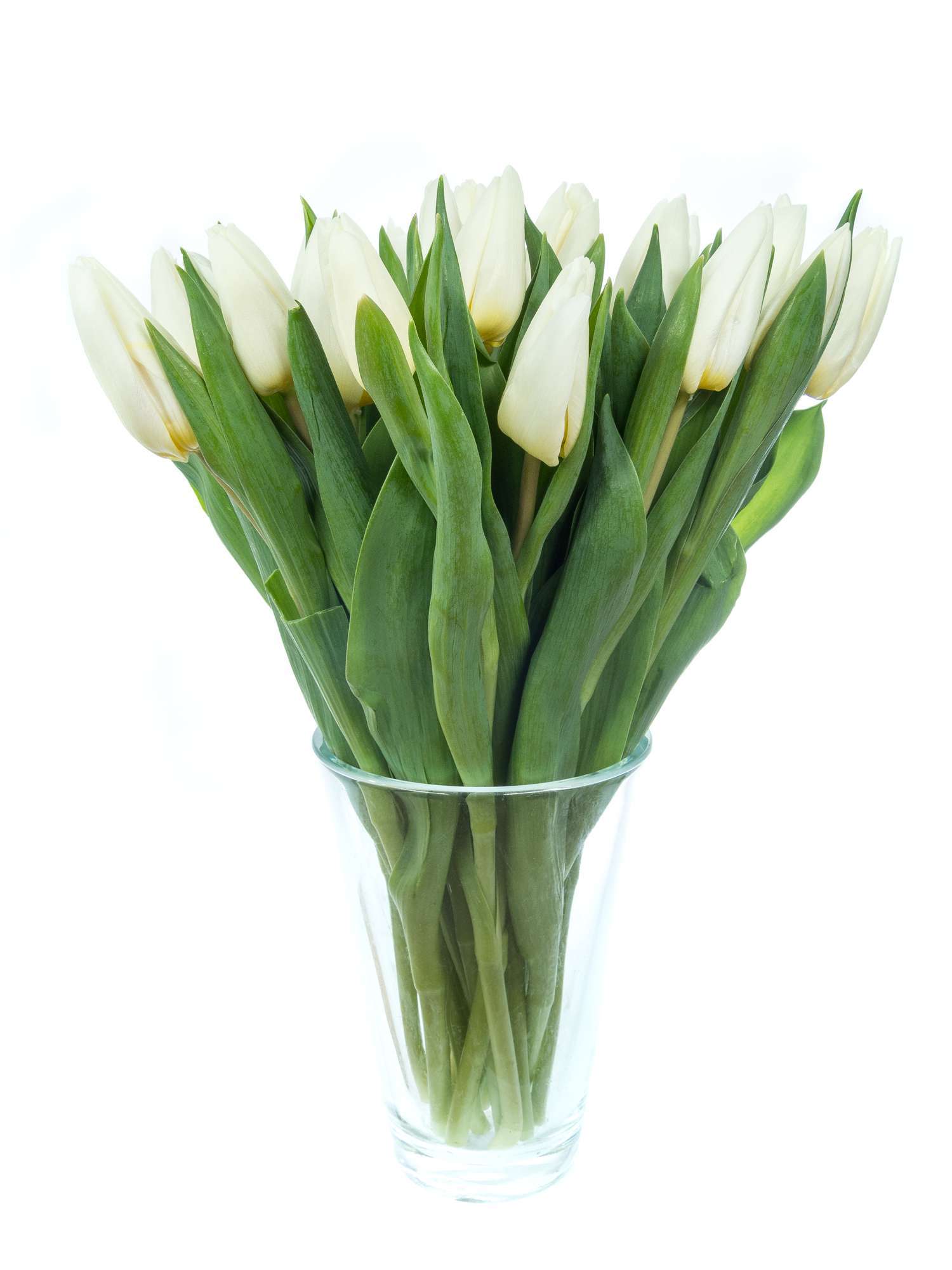 blumigo-tulpen-white-prince-wei-e-schnittblume image 2