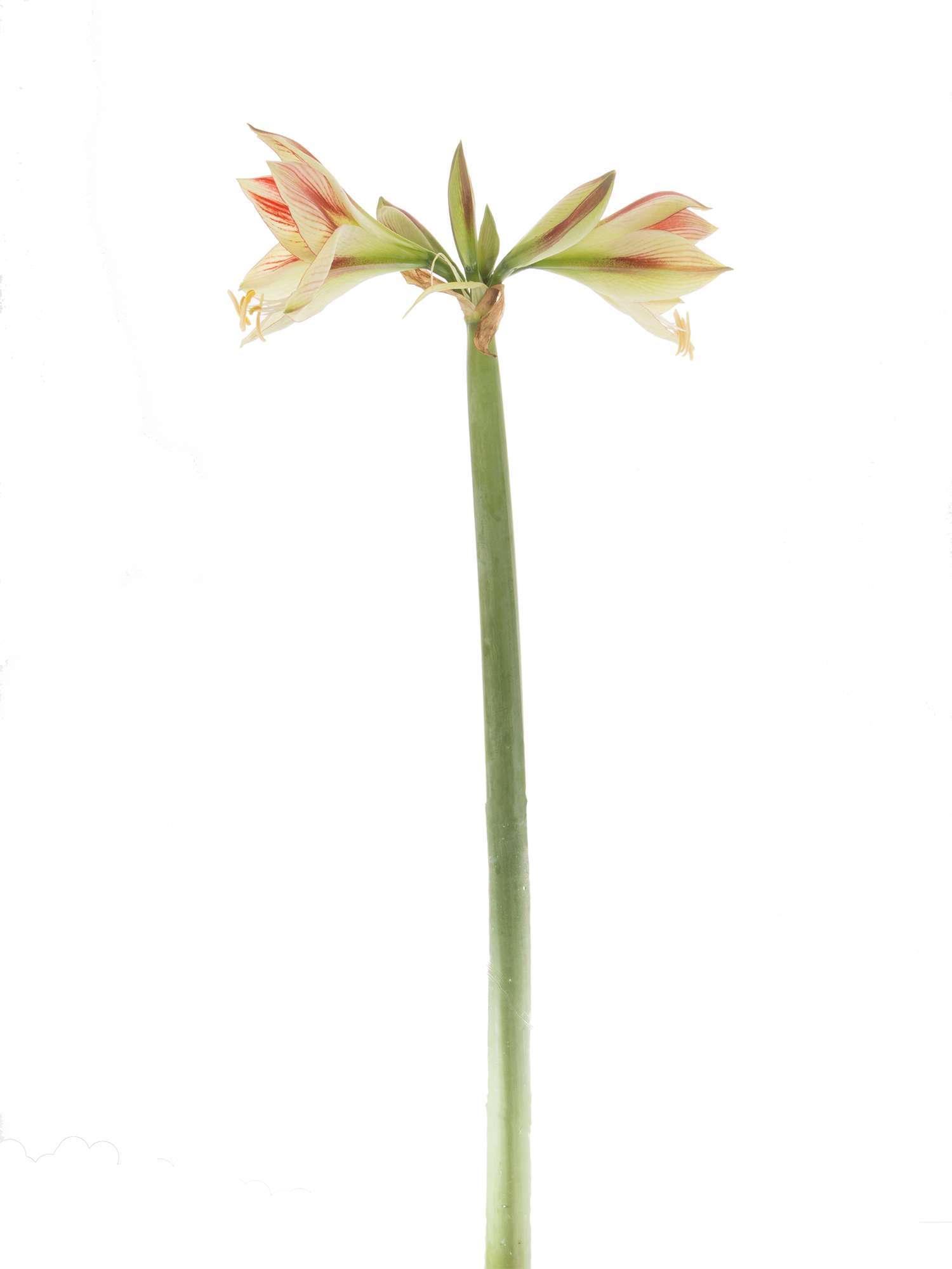 blumigo-amaryllis-ambiance-schnittblume-rot-creme image 3