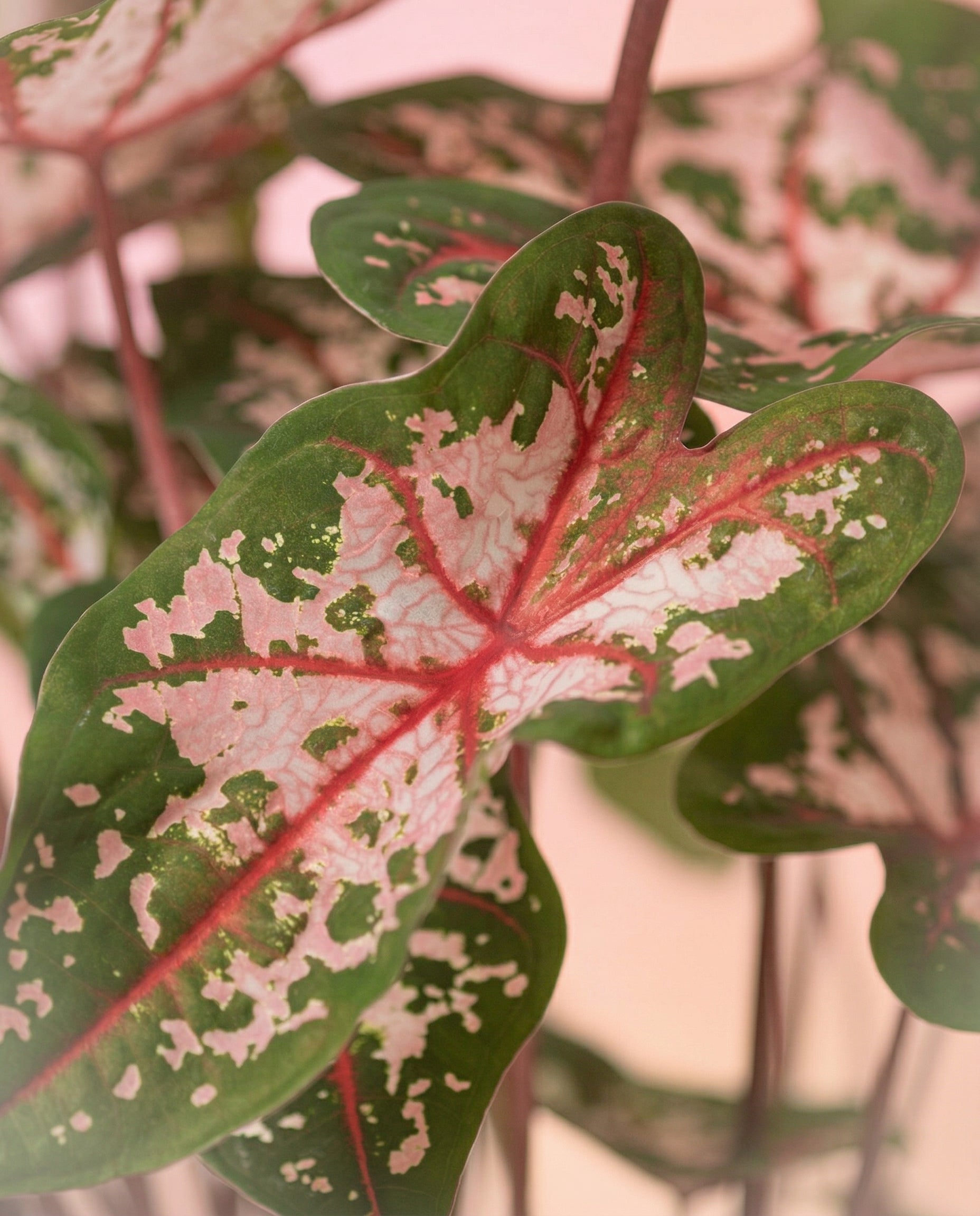feey-variado-caladium-carolyn-whorton-zimmerpflanze-bunt image 2