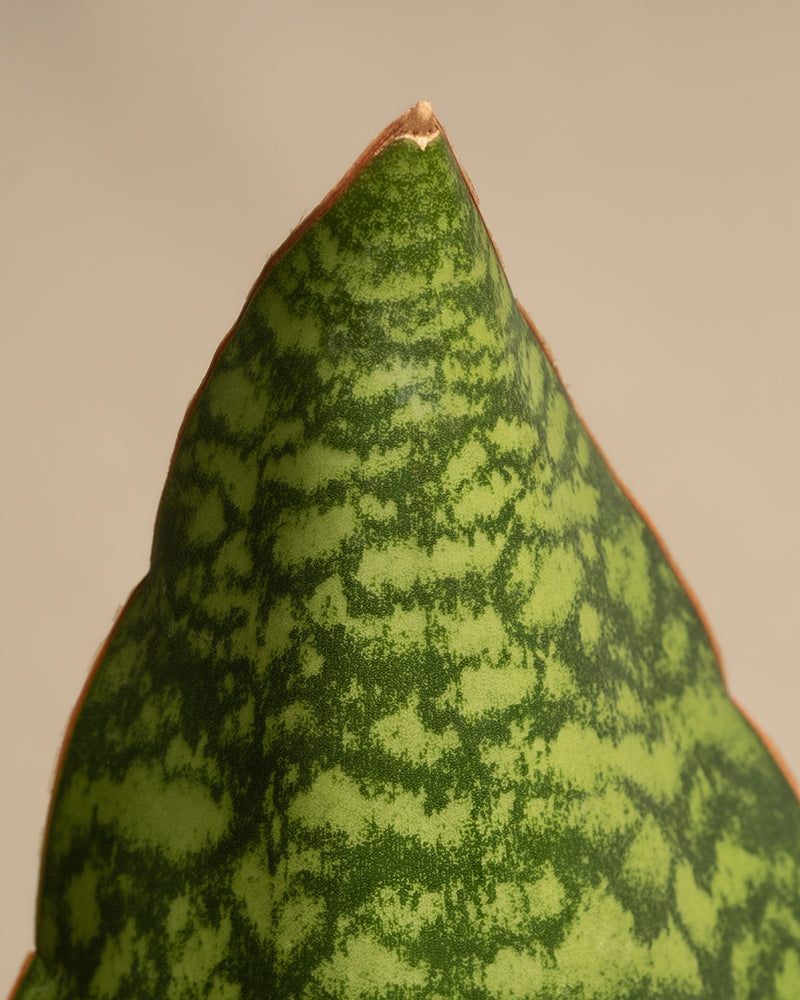 feey-variado-sansevieria-victoria-zimmerpflanze-15-25-cm image 2