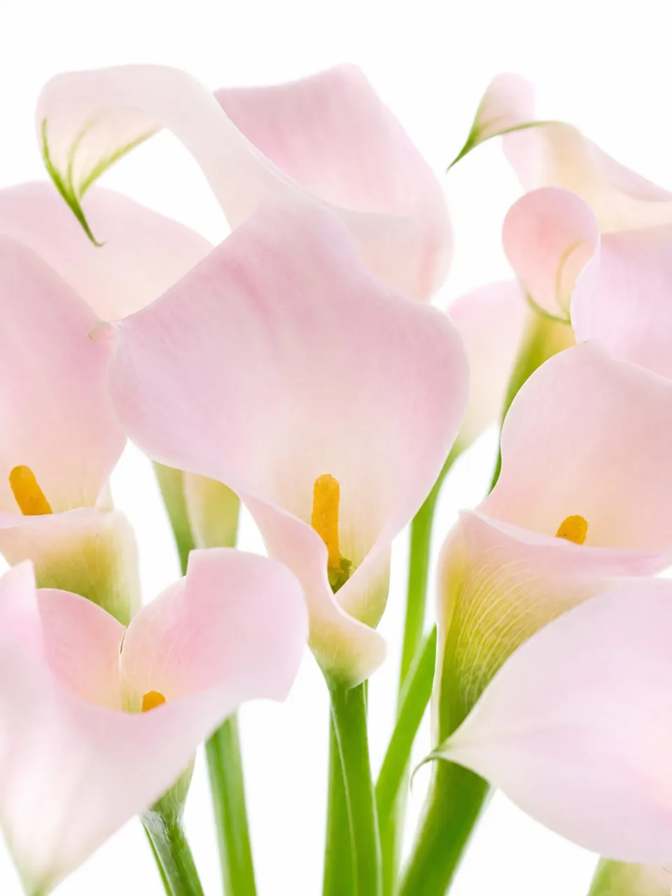 blumigo-calla-captain-melrose-schnittblume-rosa image 1