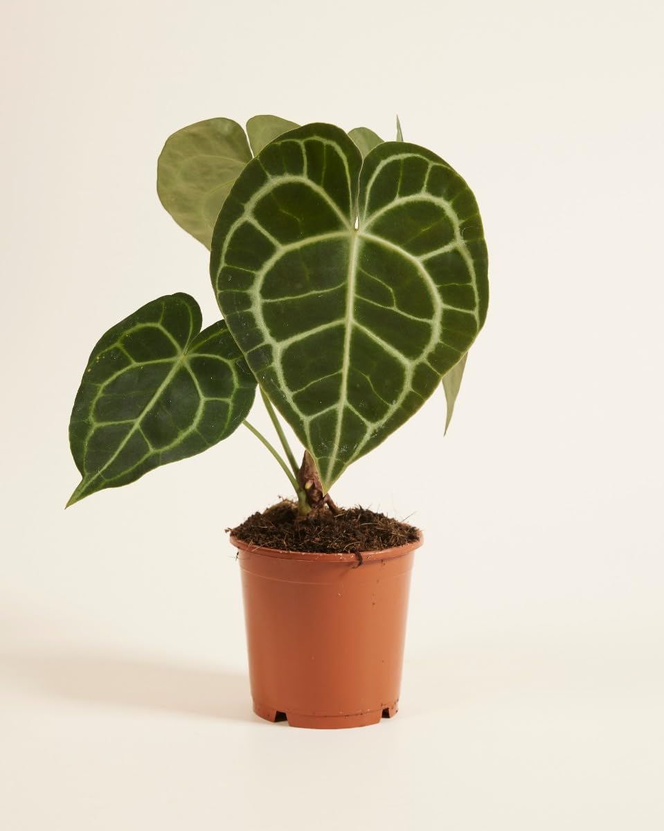 plnts-rareplnts-anthurium-clarinervium-herzblattblume-15-cm-topf image 2
