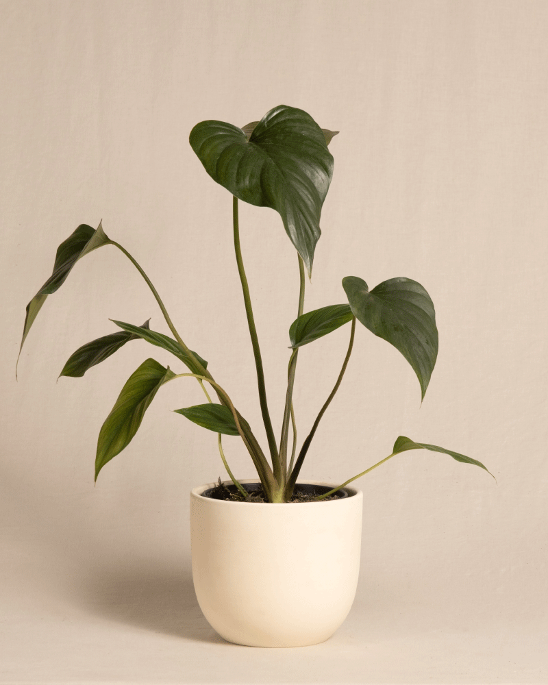 feey-variado-homalomena-rubescens-black-zimmerpflanze-dunkle-bl-tter image 6