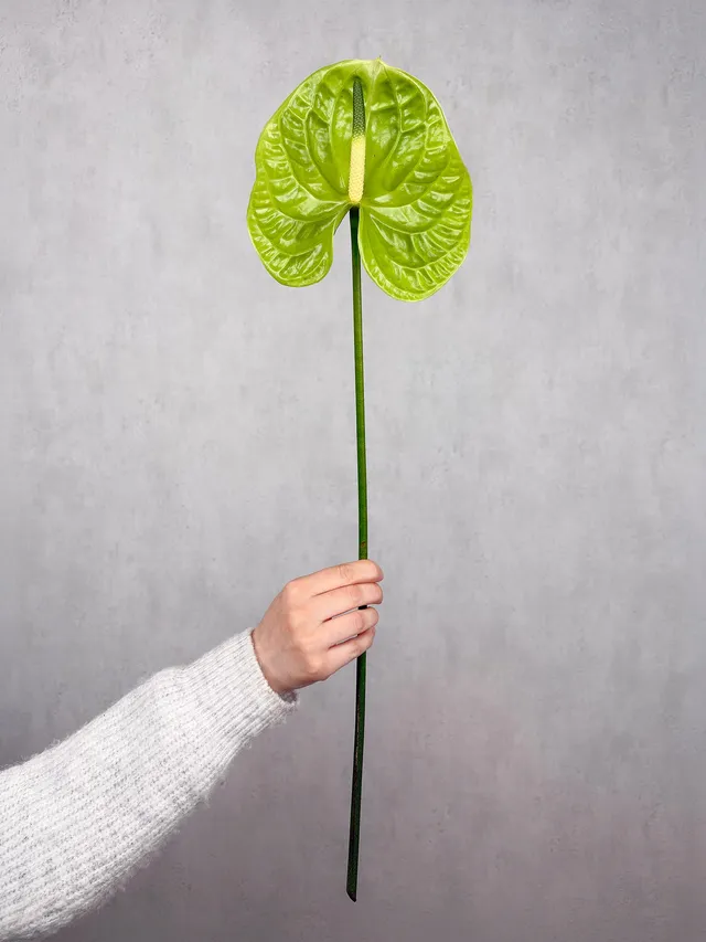 blumigo-anthurie-midori-schnittblume-gr-n-bindegr-n image 1