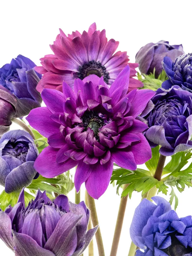 blumigo-anemonen-fullstar-jeans-schnittblumen-violett image 1