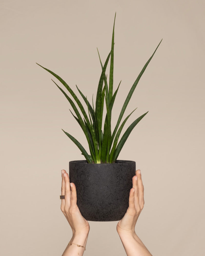 feey-variado-sansevieria-friends-zimmerpflanze-ohne-bertopf image 1