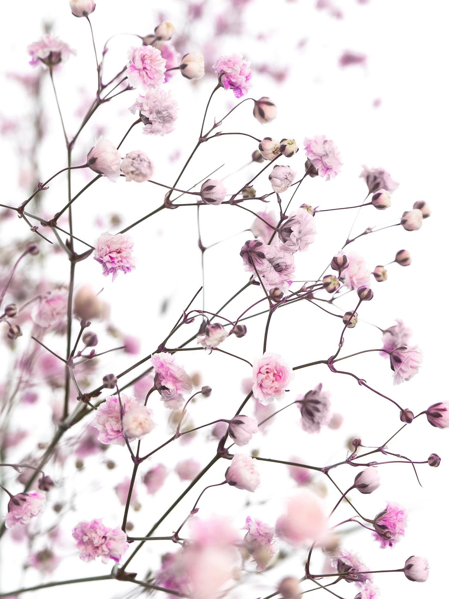 blumigo-schleierkraut-schnittblumen-rosa-painted image 1