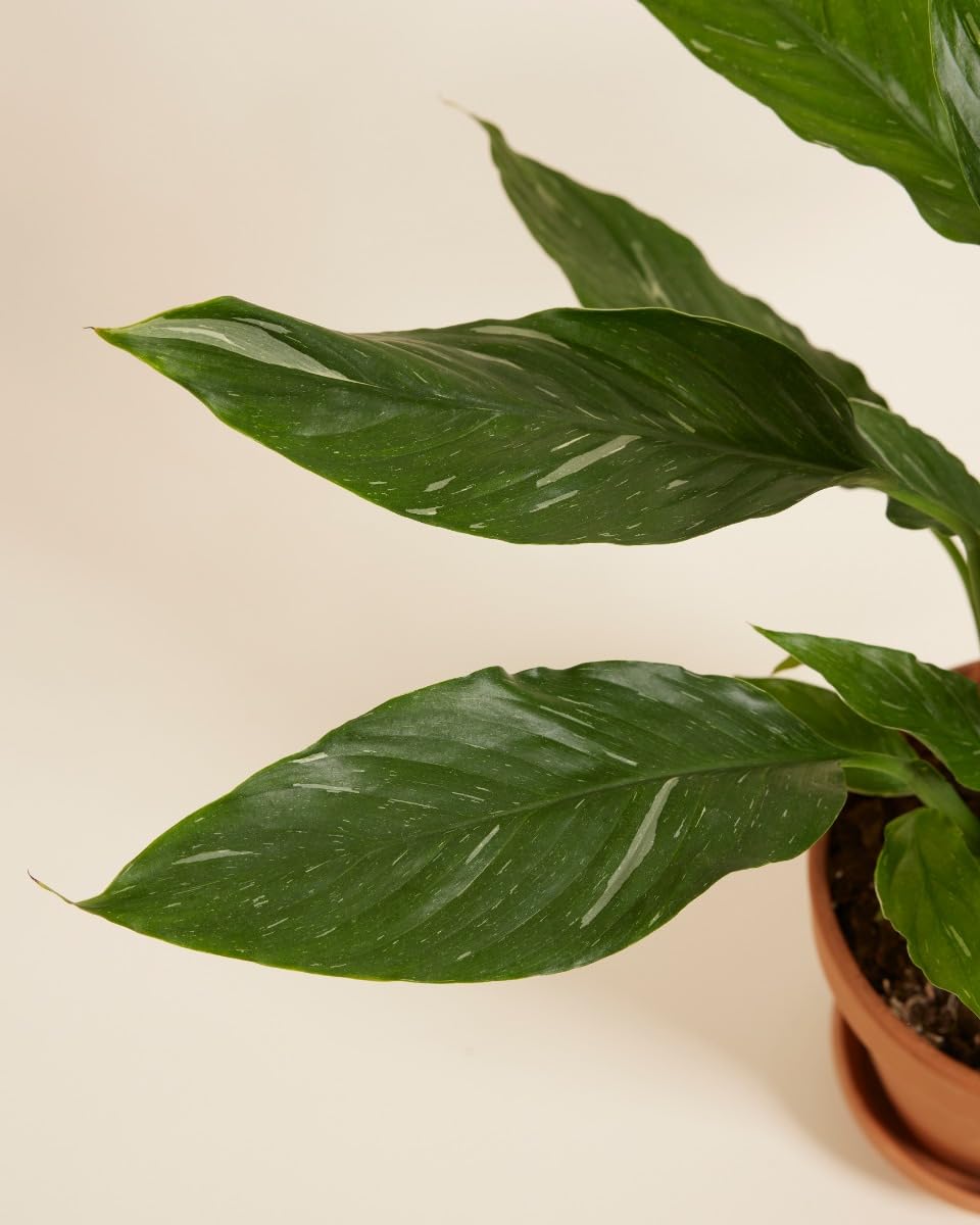 plnts-rareplnts-spathiphyllum-diamond-zimmerpflanze-30cm-panaschiert image 4
