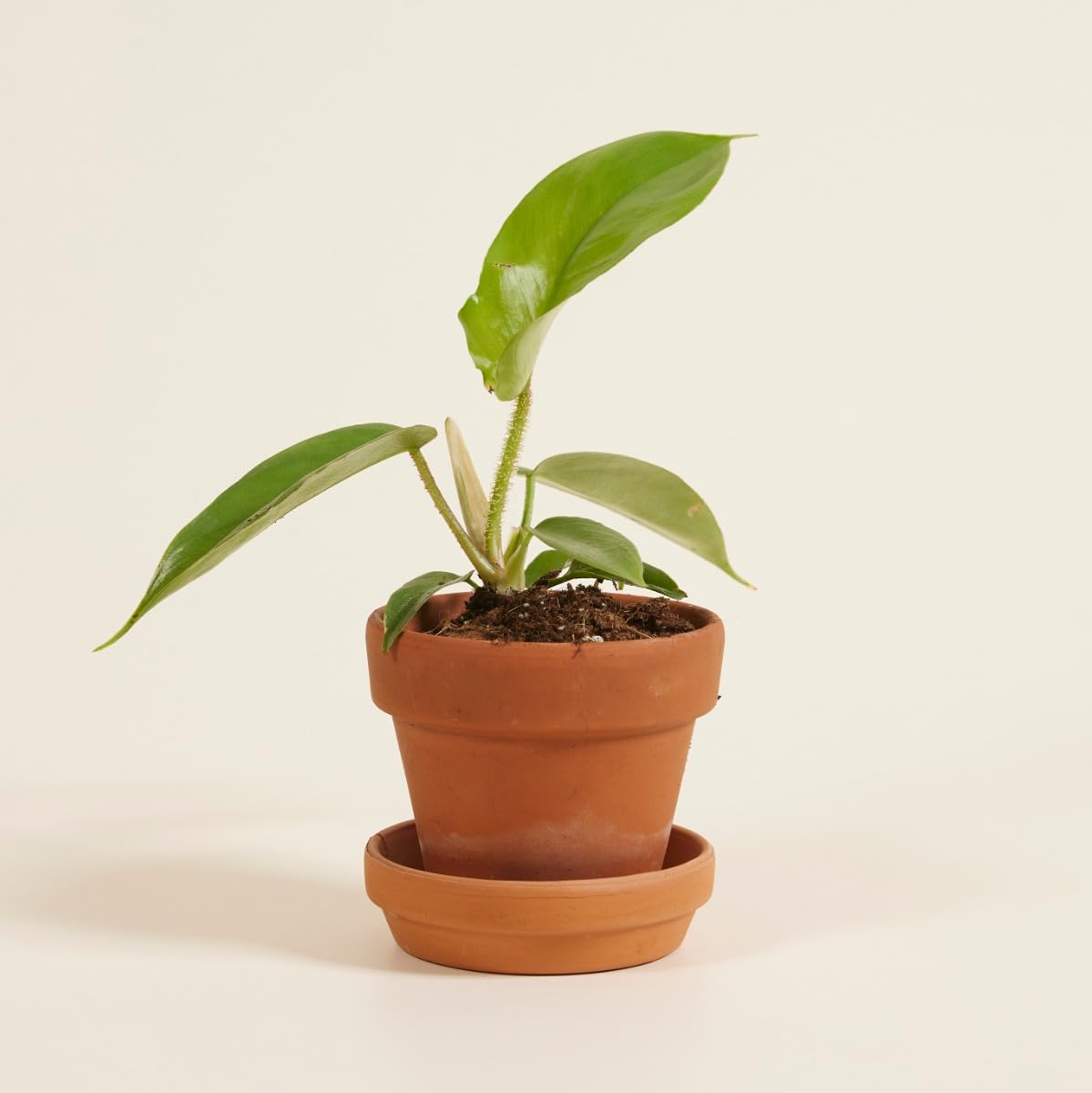 plnts-babyplnts-philodendron-squamiferum-zimmerpflanze-25cm image 7