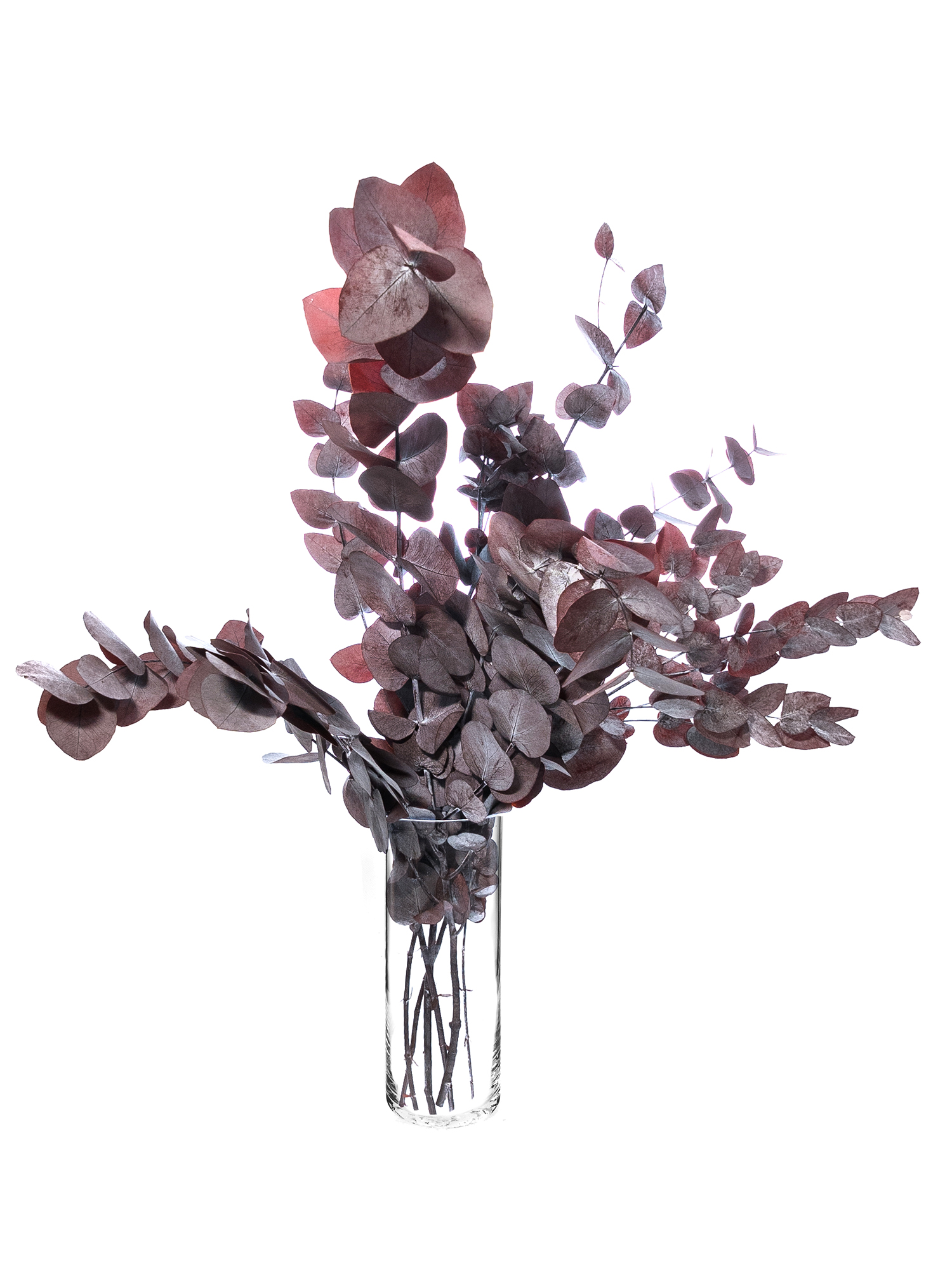 blumigo-eukalyptus-cinerea-trockenblumen-rot-konserviert image 2