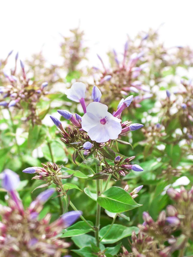 blumigo-phlox-miss-lolita-flammenblume-hellblau image 1