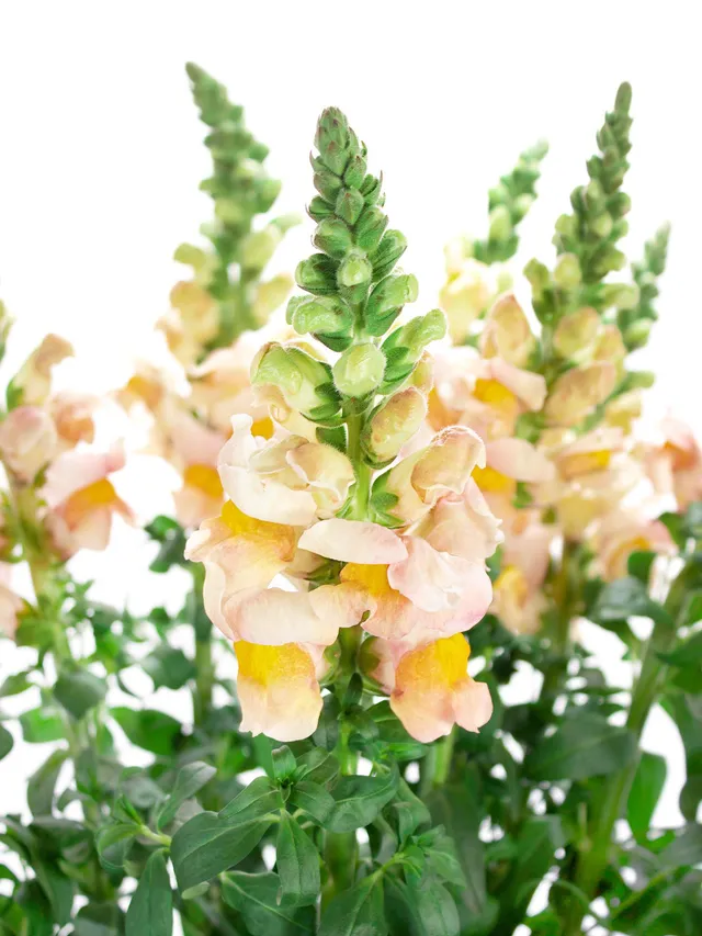 blumigo-l-wenm-ulchen-costa-apricot-schnittblumen-apricot-rosa image 1