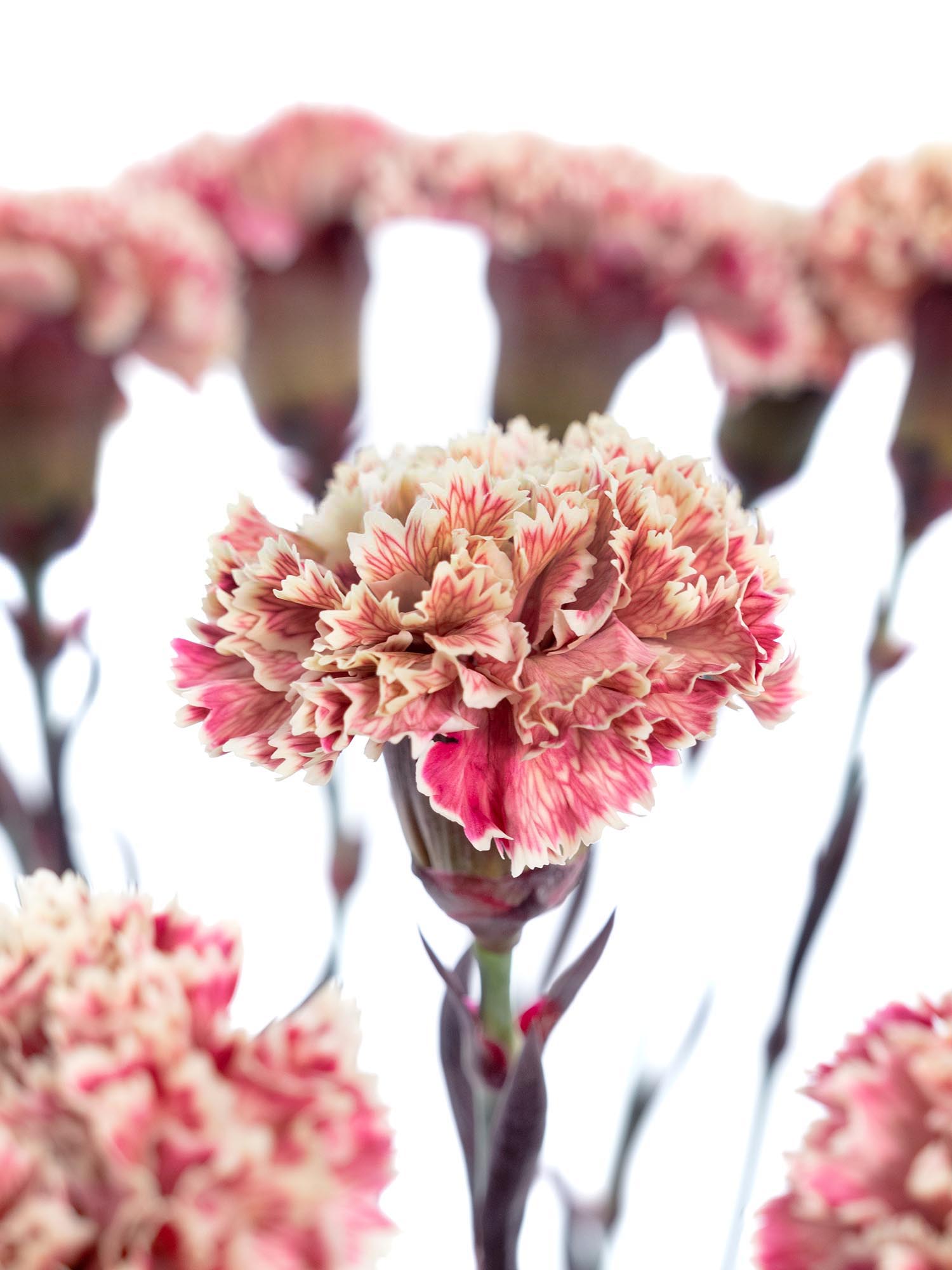 blumigo-nelken-pretty-pink-edelnelke-pink-creme image 1