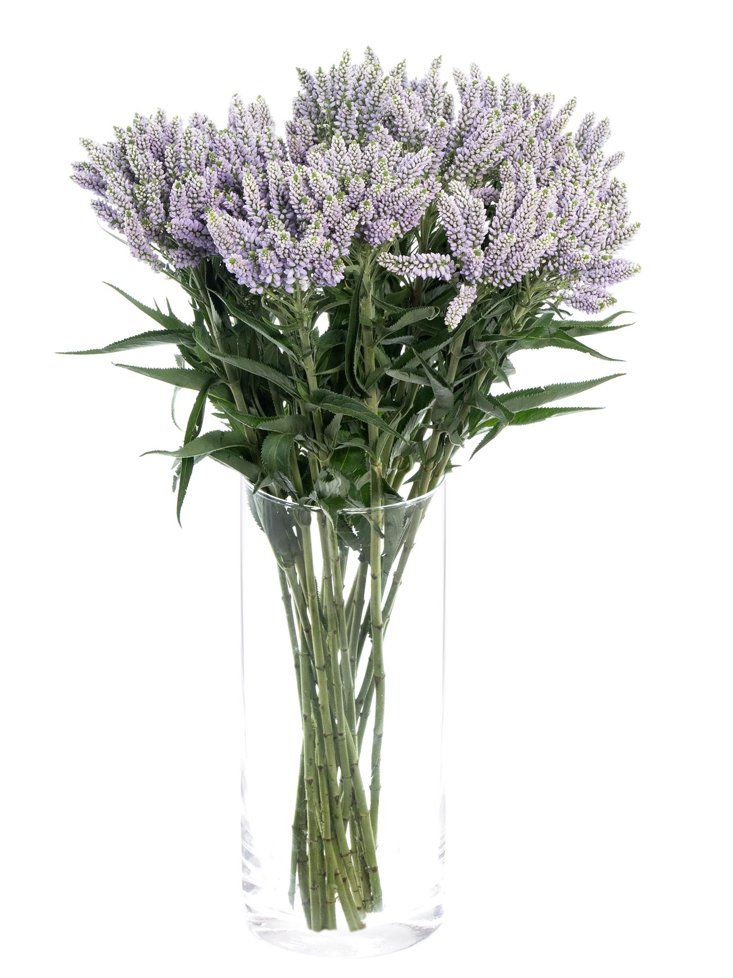 blumigo-blattwerk-veronica-smart-splash-schnittblume-violett image 2