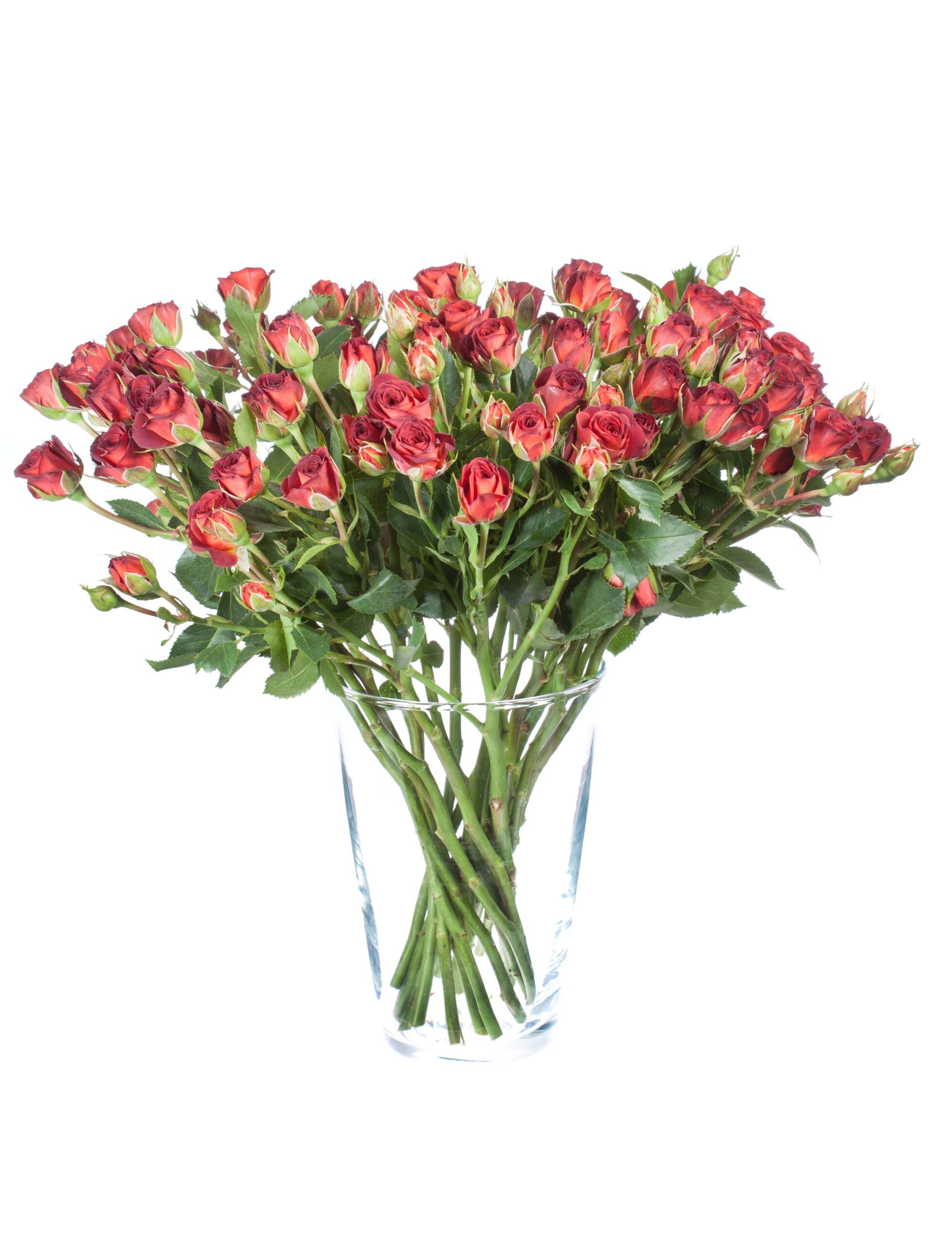 blumigo-rosen-chocochino-verzweigt-schnittrose-dunkelrot image 2