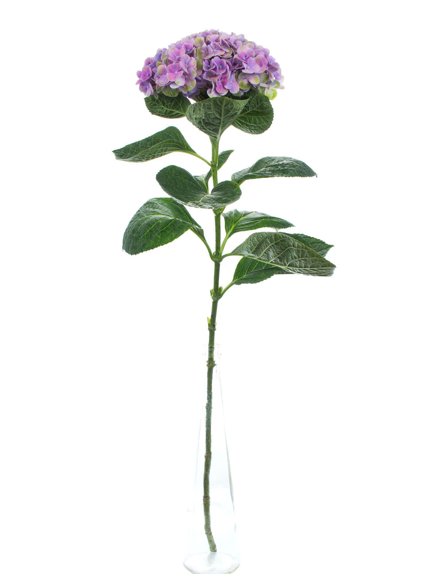 blumigo-hortensie-magical-coral-schnittblume-blau-lila-gr-n image 5