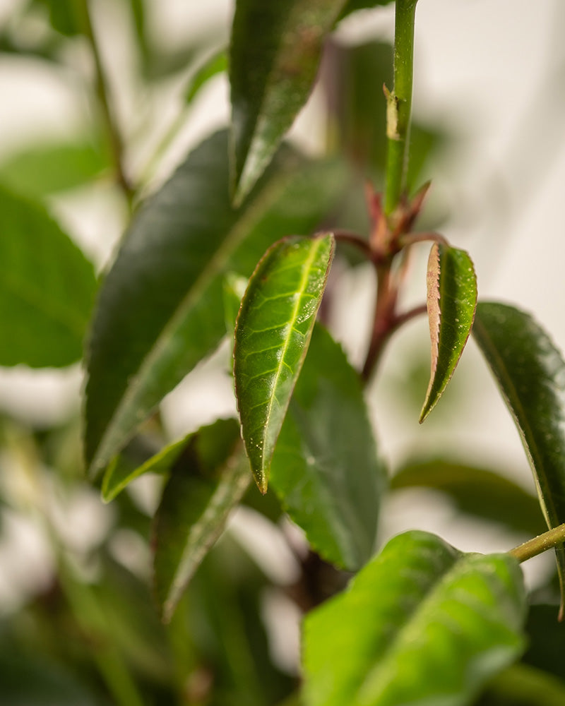 feey-amsterdam-prunus-lusitanica-strauch-ohne-topf-2-3-m image 8