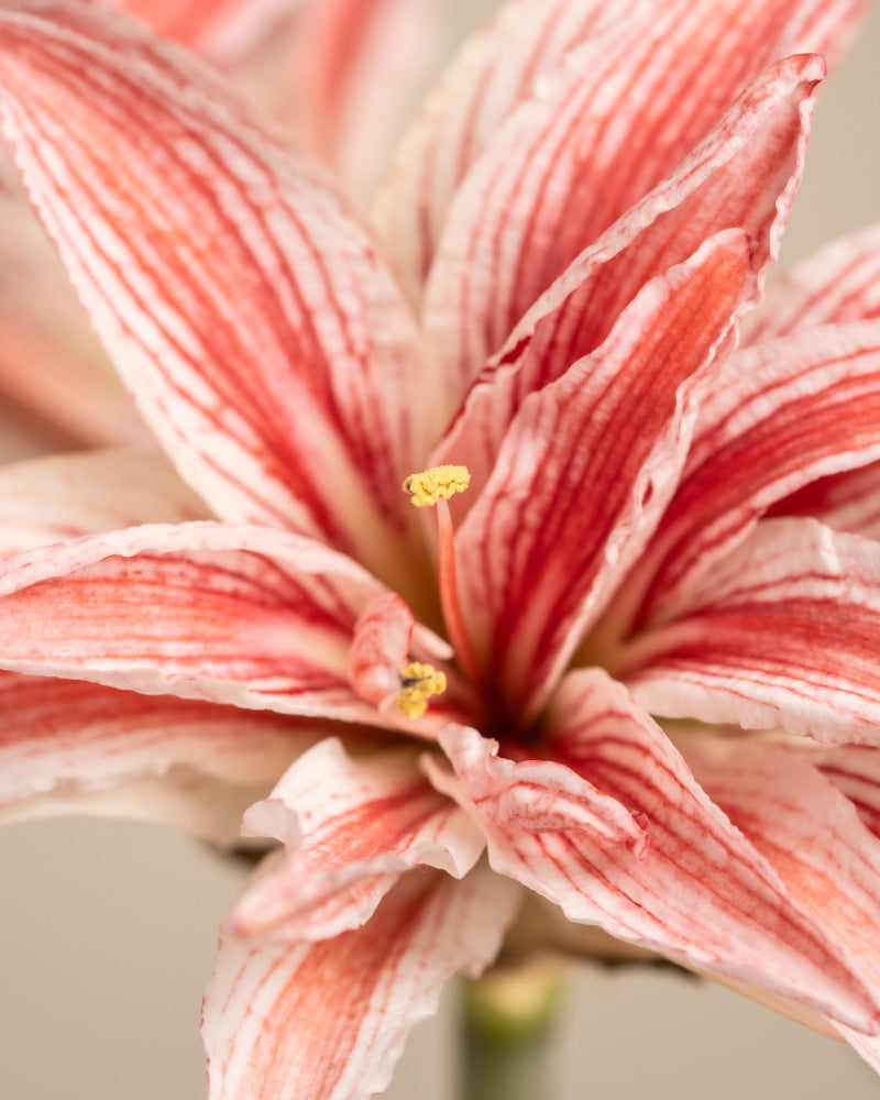 feey-amsterdam-amaryllis-blumenzwiebel-ohne-bertopf-winterbl-her image 2