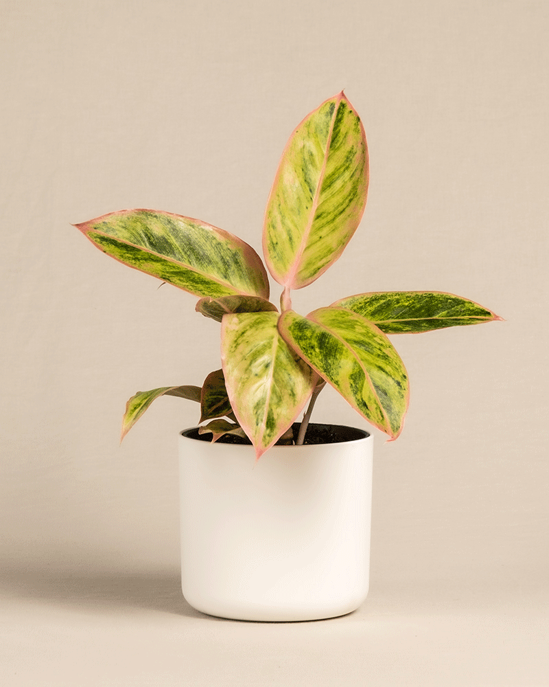 feey-variado-aglaonema-salmon-fantasy-zimmerpflanze-bunte-bl-tter image 8