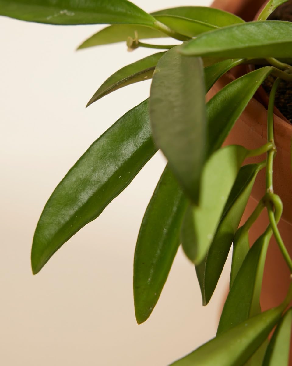 plnts-rareplnts-hoya-wayetii-zimmerpflanze-20cm-12cm-topf image 4