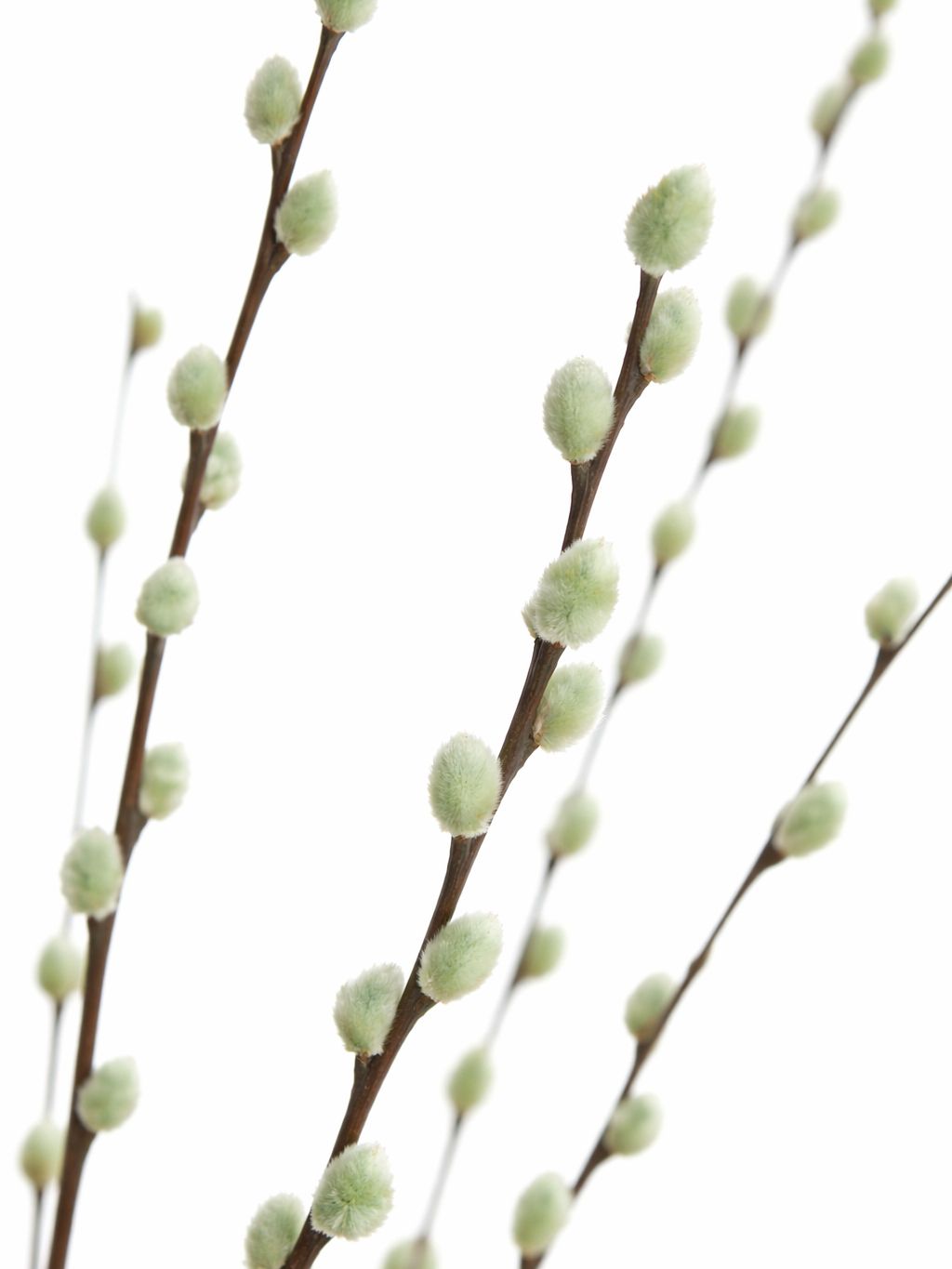 blumigo-weidenk-tzchen-gef-rbt-mintgr-n-zweige image 2