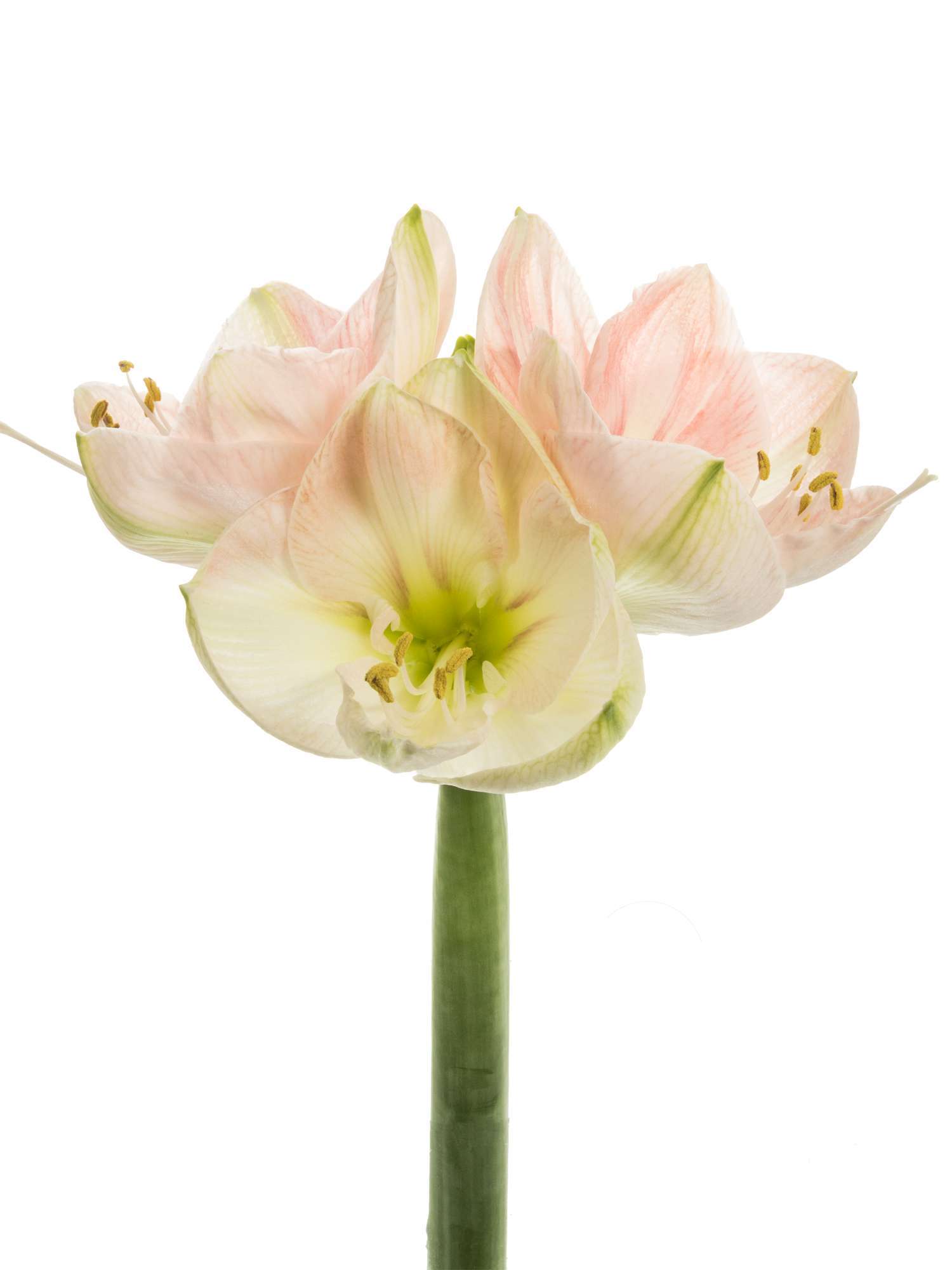 blumigo-amaryllis-darling-ritterstern-rosa-schnittblume image 2