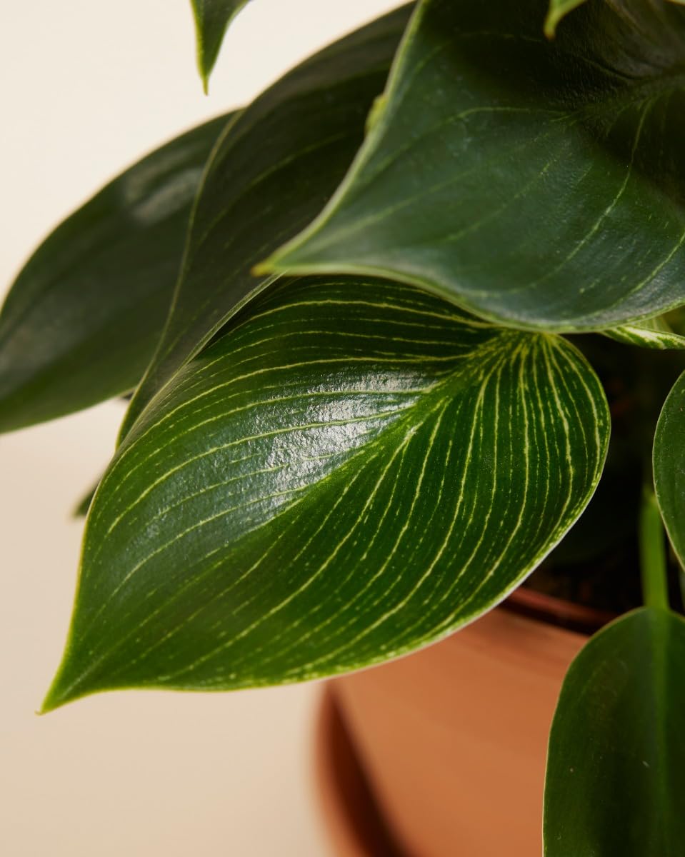 plnts-philodendron-birkin-zimmerpflanze-11cm-topf-panaschiert image 4