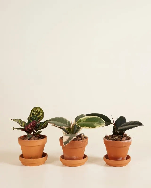 plnts-rareplnts-ficus-calathea-zimmerpflanzen-3er-set-6-cm image 1