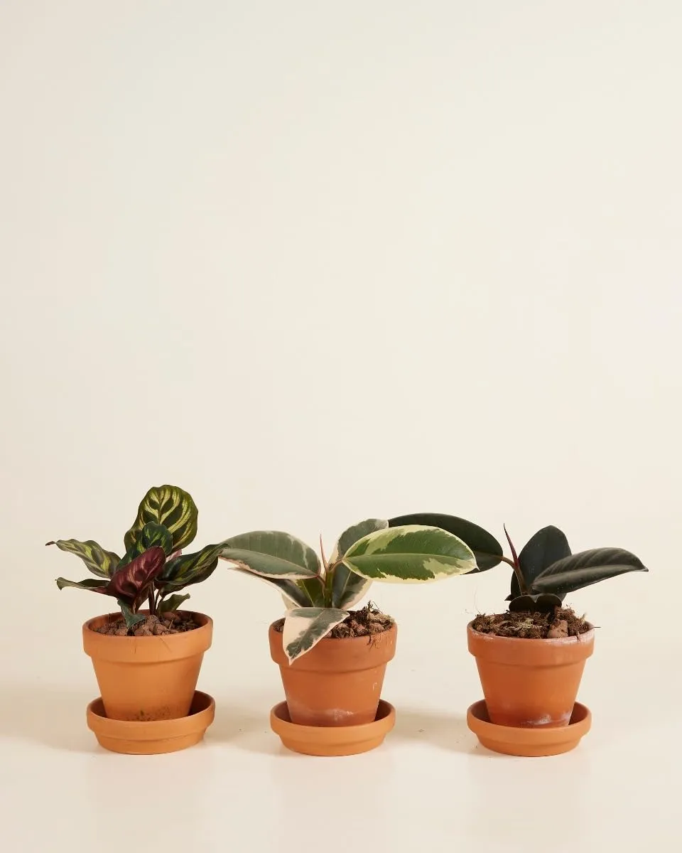 plnts-rareplnts-ficus-calathea-zimmerpflanzen-3er-set-6-cm image 1