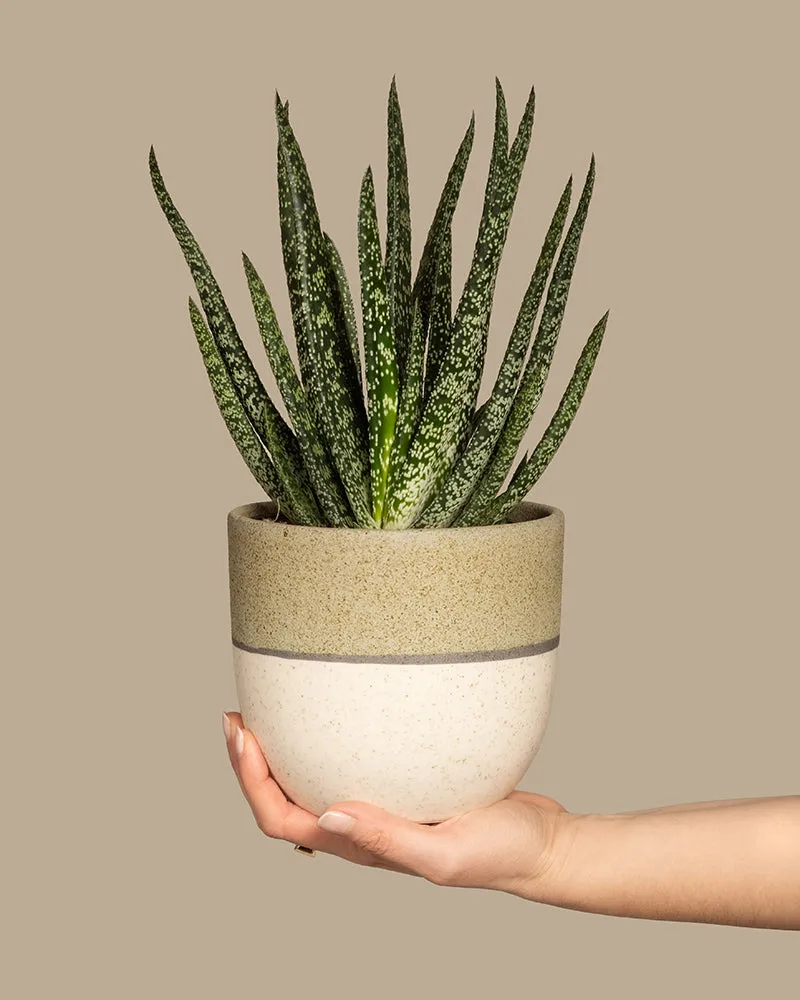 feey-variado-gasteria-verrucosa-sukkulente-ohne-bertopf image 1