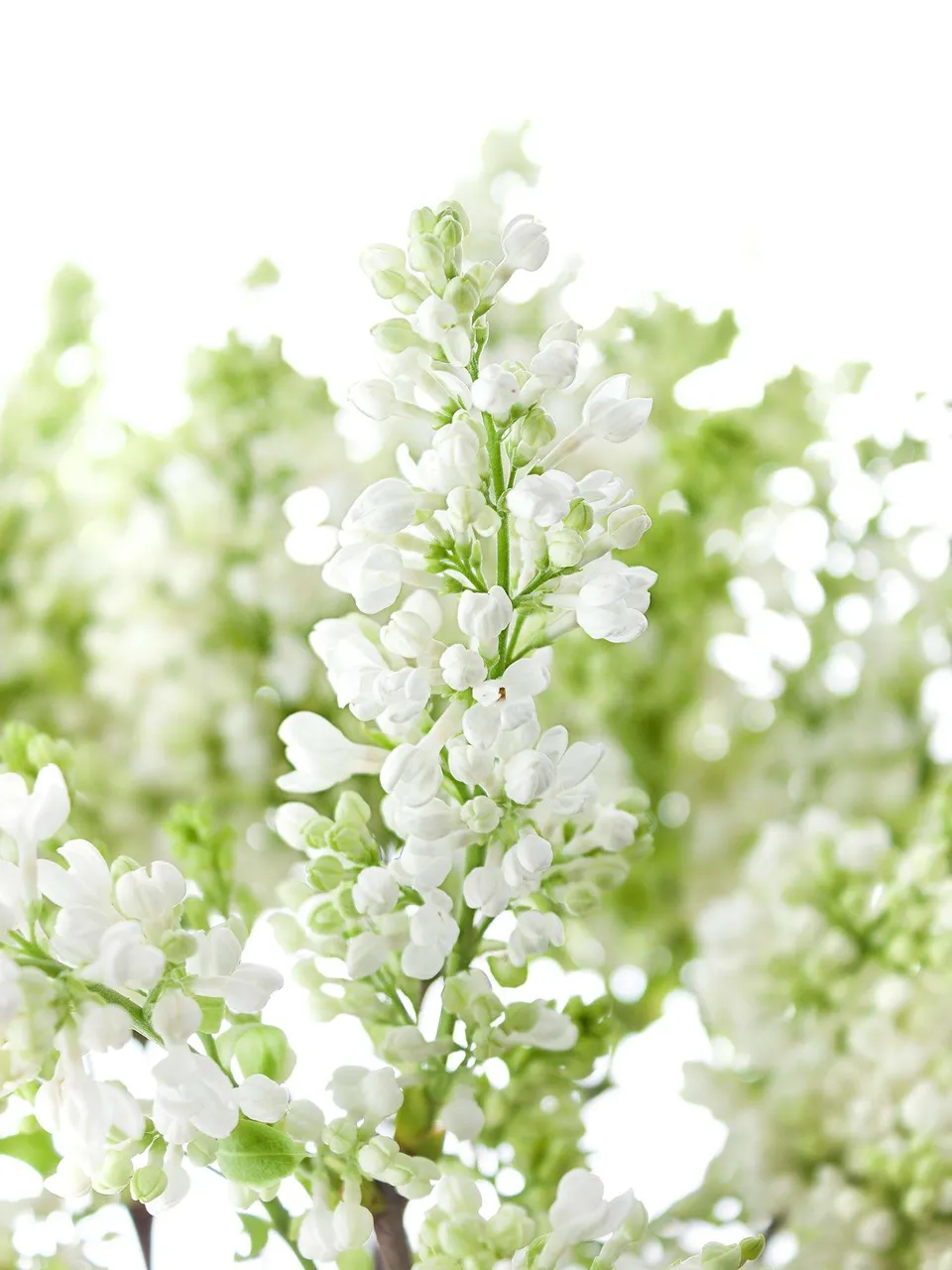 blumigo-zweige-flieder-florent-stepman-wei-schnittblume image 1