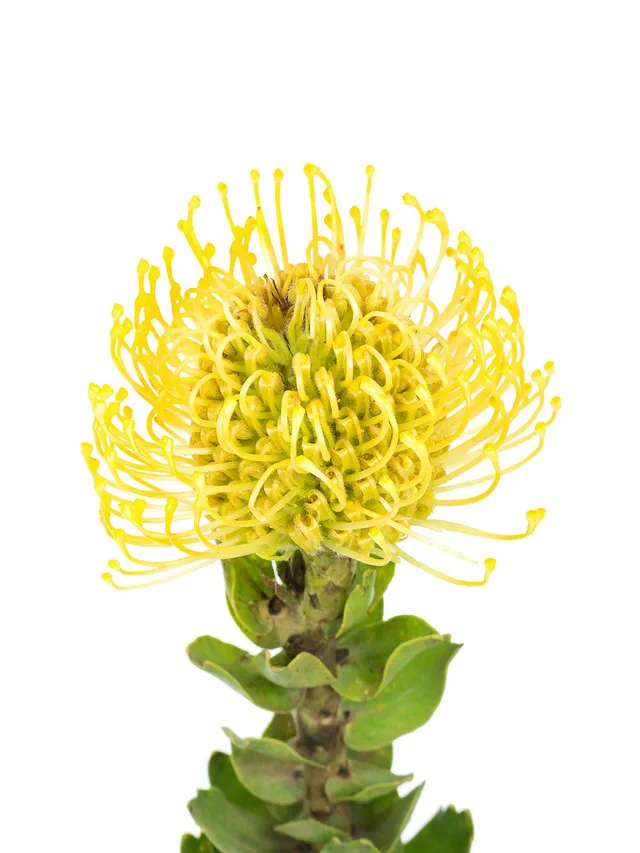 blumigo-high-gold-nadelkissen-protea-gelb-1-stiel image 1