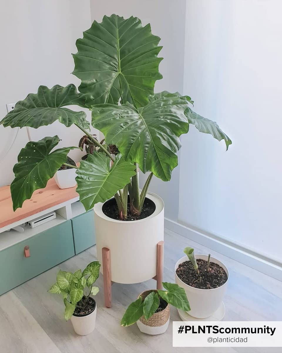 plnts-rareplnts-alocasia-portodora-zimmerpflanze-70-cm-gr-n image 7