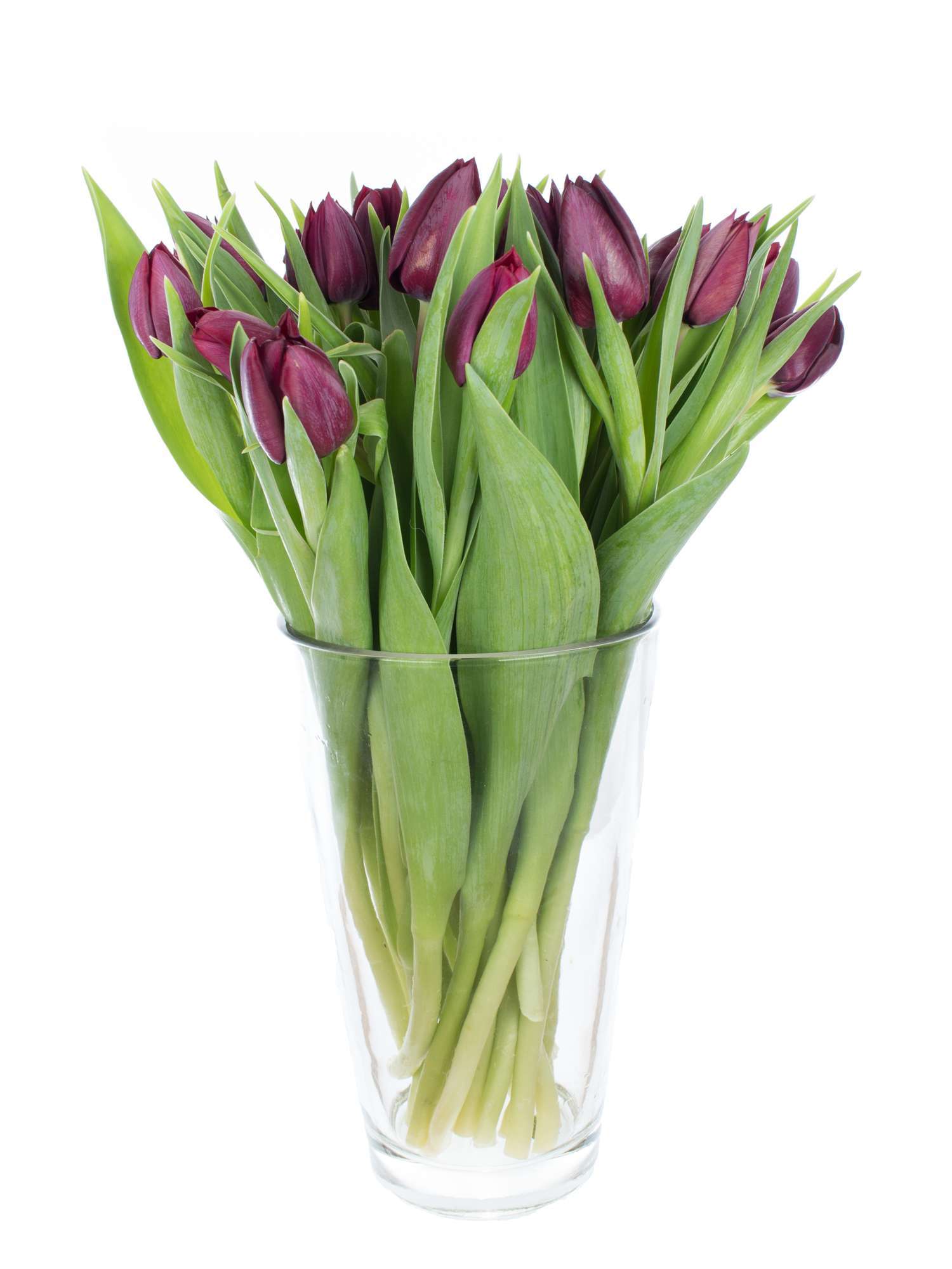 blumigo-tulpen-ronaldo-schnittblumen-dunkelviolett-frisch image 2