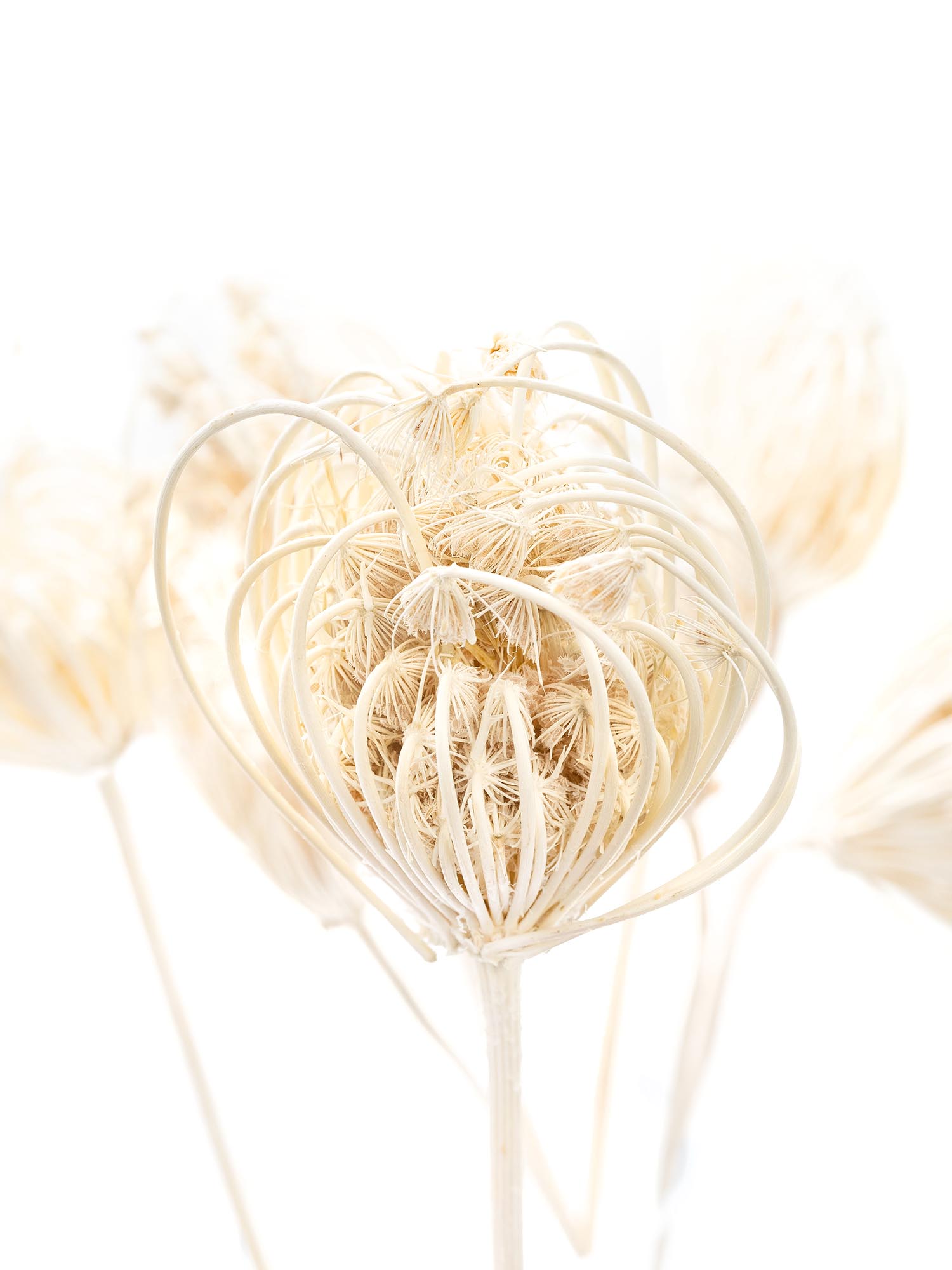 blumigo-dill-saatkapseln-wei-creme-trockenblumen-gebleicht image 1