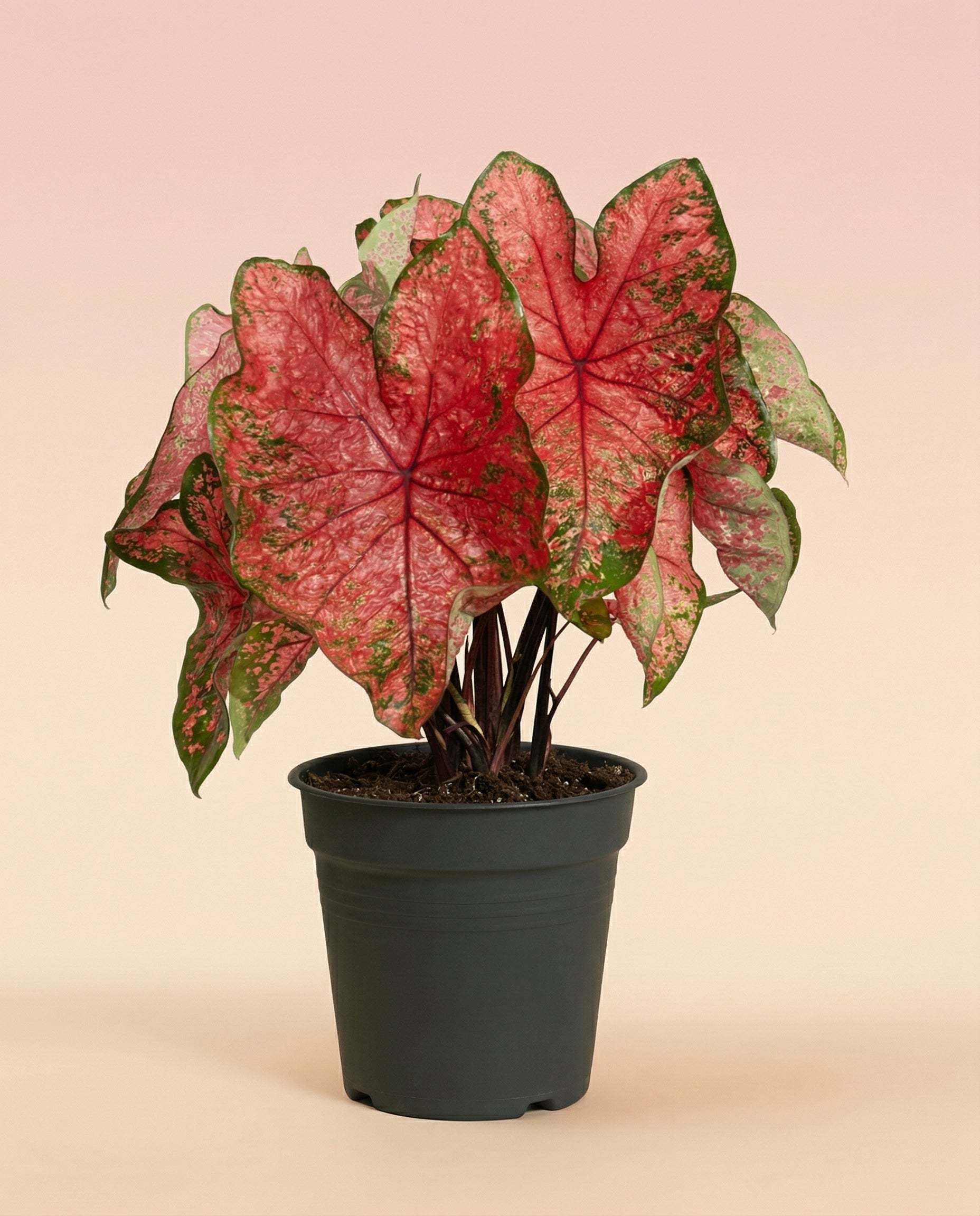 feey-variado-caladium-lava-glow-zimmerpflanze-ohne-bertopf-pink image 3