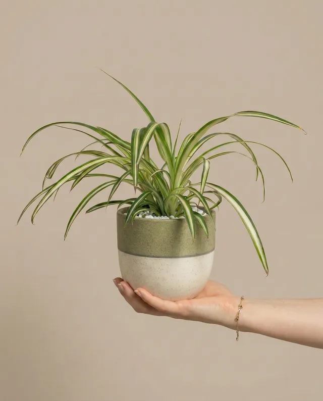 feey-gr-nlilie-chlorophytum-zimmerpflanze-tierfreundlich image 1