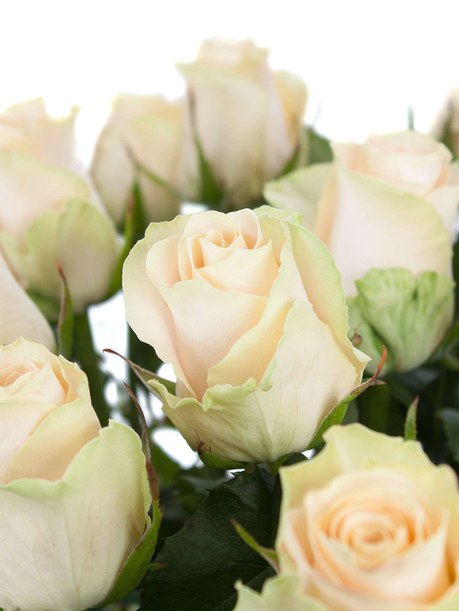 blumigo-rosen-charmant-creme-schnittrose-creme-einzeln image 1