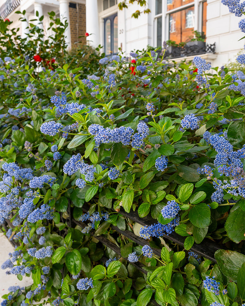 feey-amsterdam-blaue-s-ckelblume-strauch-ohne-topf image 6
