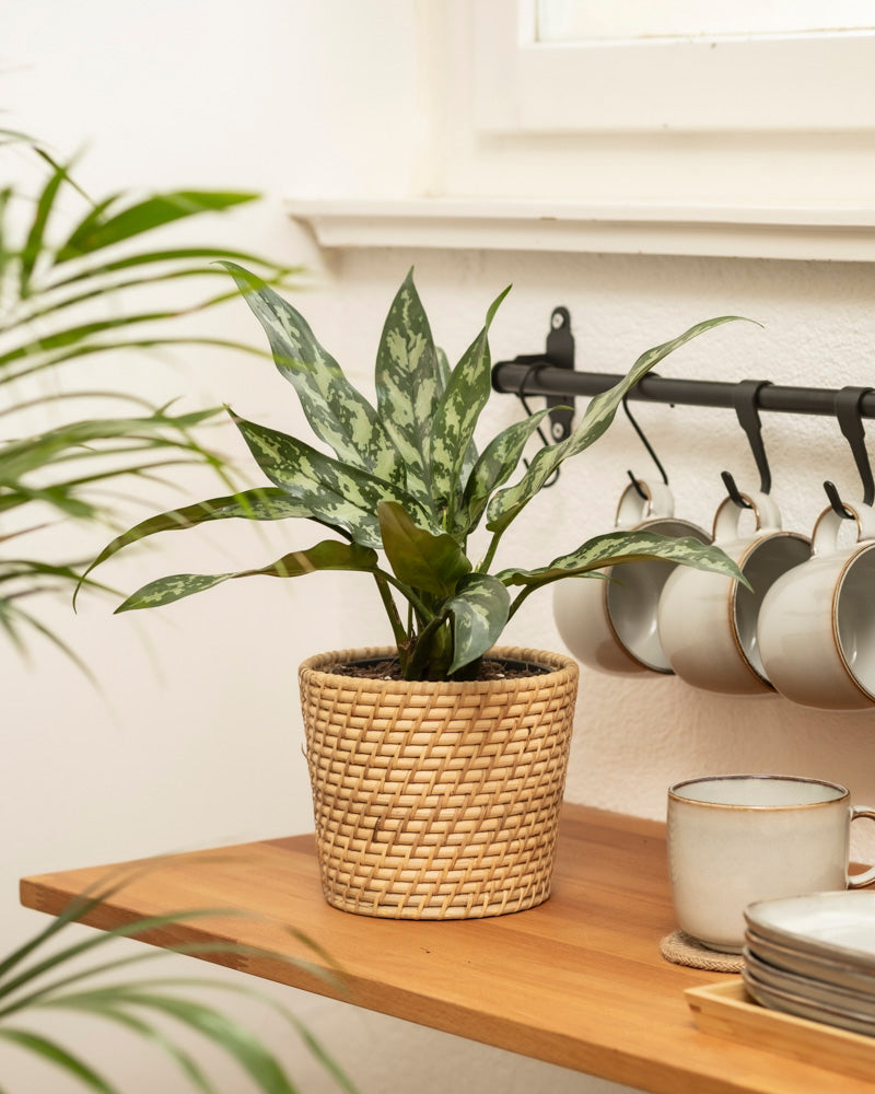 feey-variado-aglaonema-maria-zimmerpflanze-ohne-bertopf image 4