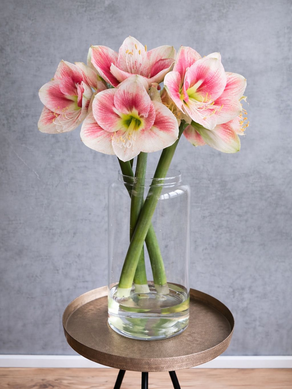 blumigo-amaryllis-exception-schnittblume-rosa-wei image 2