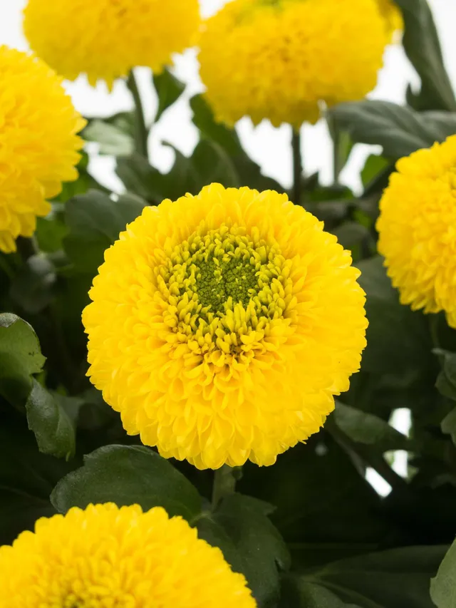 blumigo-chrysanthemen-ping-pong-gelb-schnittblume-in-gelb image 1