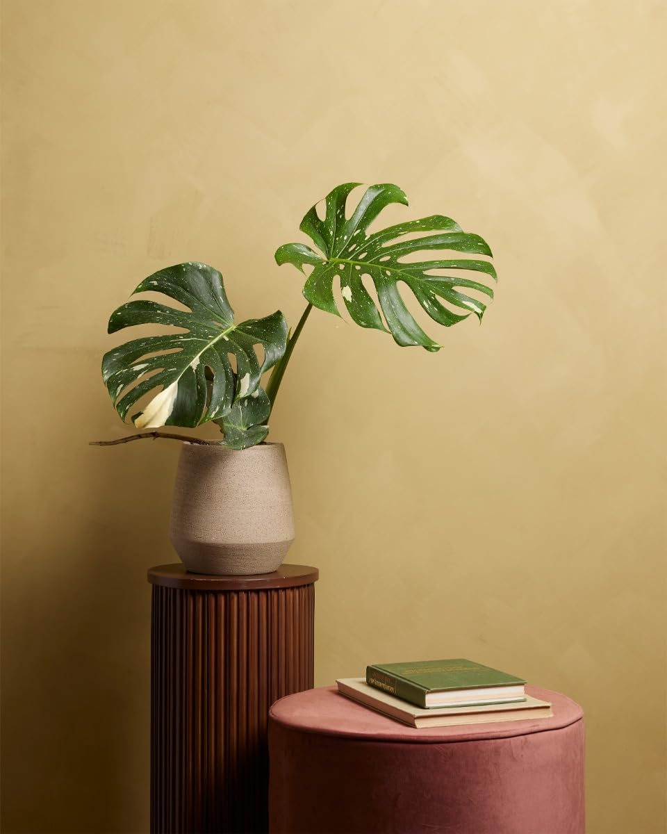 plnts-rareplnts-monstera-thai-constellation-60cm-15cm-topf image 6