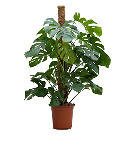 plnts-rareplnts-monstera-pertusum-fensterblatt-120cm-24cm-topf image 7