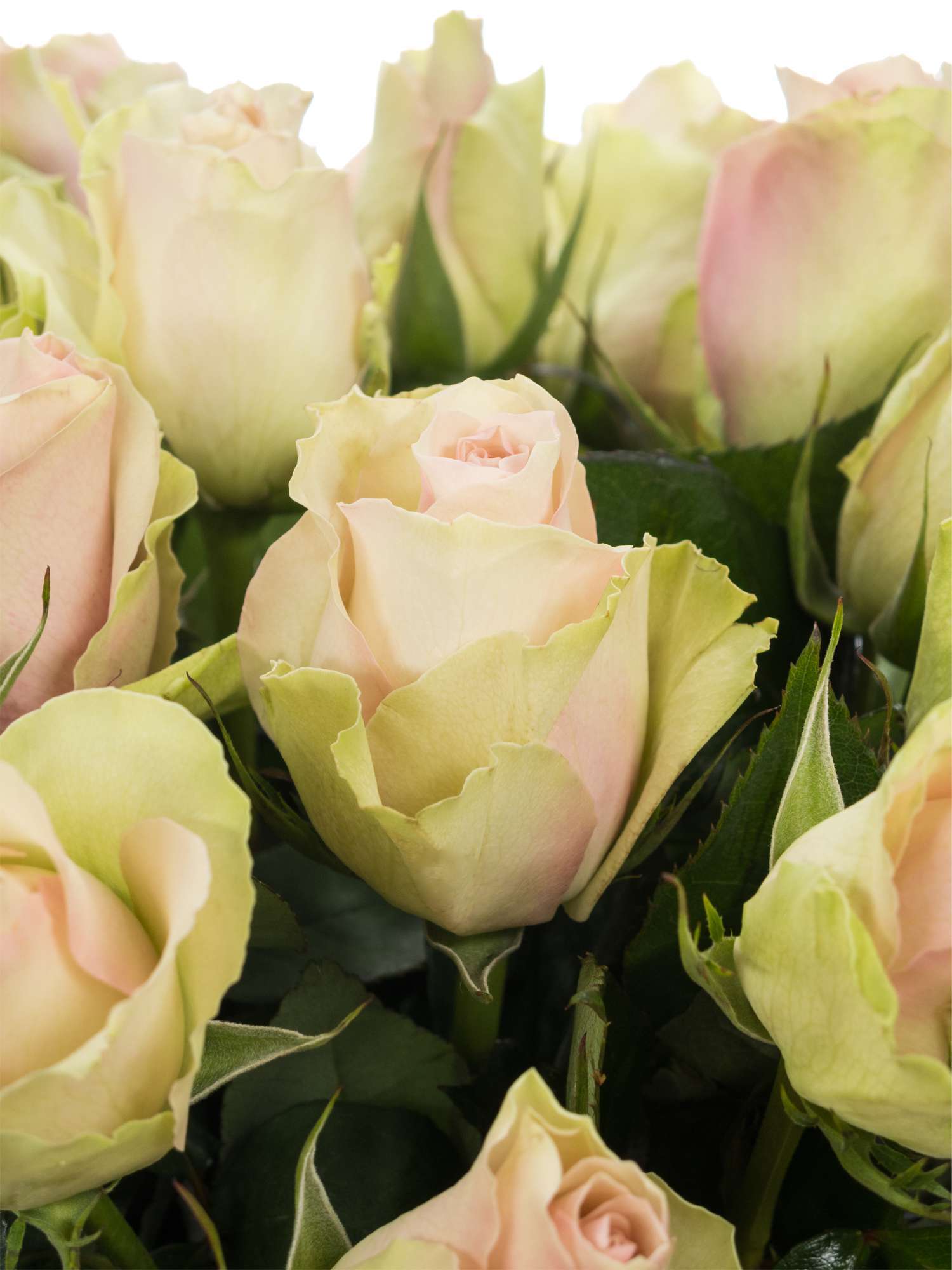 blumigo-rosen-la-belle-schnittrose-rosa image 1